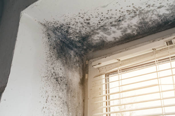 Affordable Mold Removal solutions in Trenton, NJ